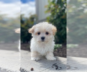 Maltipoo Puppy for sale in CANOGA, NY, USA