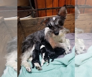 Mother of the Schnauzer (Miniature) puppies born on 12/06/2021