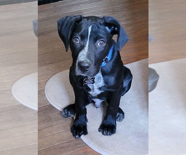 Medium Photo #5 Pointer-Unknown Mix Puppy For Sale in Mundelein, IL, USA