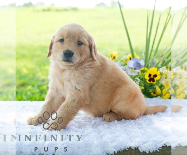 Medium Photo #3 Golden Retriever Puppy For Sale in NEWPORT, PA, USA