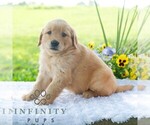 Small #2 Golden Retriever
