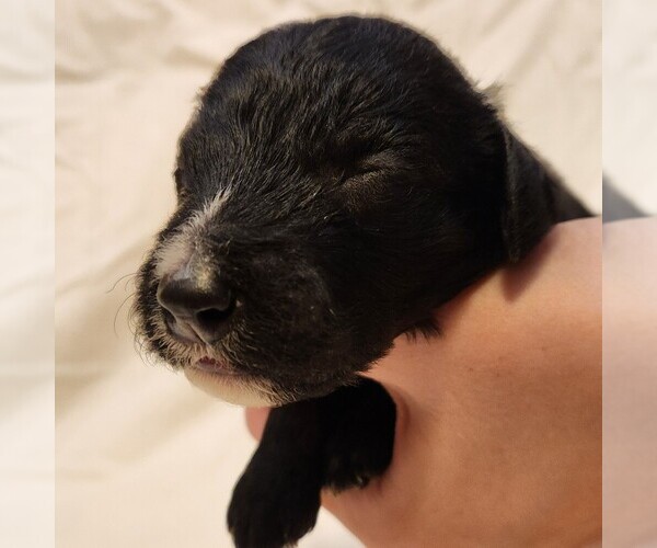 Medium Photo #3 F2 Aussiedoodle Puppy For Sale in COLUMBIA, TN, USA