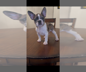 French Bulldog Puppy for sale in ZOLFO SPRINGS, FL, USA