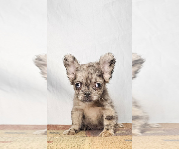 Medium Photo #13 French Bulldog Puppy For Sale in PHOENIX, AZ, USA
