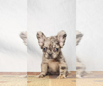 Small #12 French Bulldog