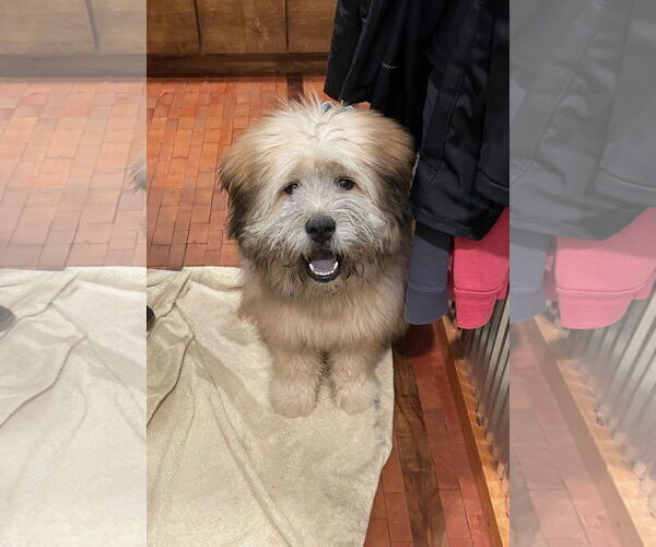 Medium Photo #4 Poodle (Standard)-Wheaten Terrier Mix Puppy For Sale in St. Louis Park, MN, USA