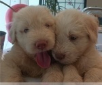 Small #8 Goldendoodle