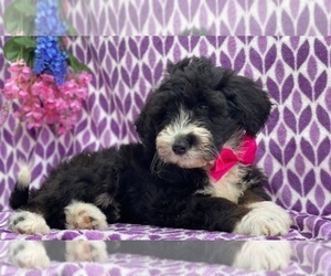 Bernedoodle Puppy for sale in LANCASTER, PA, USA