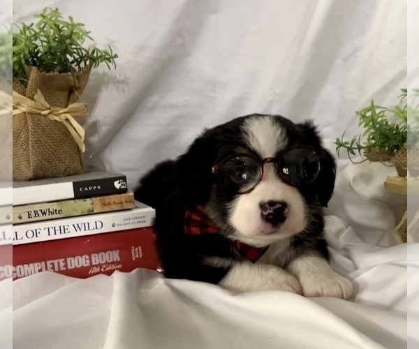 Medium Photo #8 Miniature Australian Shepherd Puppy For Sale in E LAURINBURG, NC, USA