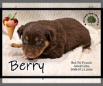 Puppy Berry Australian Shepherd