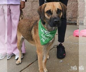 Mystique - Female Black Mouth Cur-Labrador Retriever Mix Dog for Adoption - Photo #2