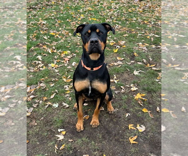 Medium Photo #6 Rottweiler-Unknown Mix Puppy For Sale in Muskegon, MI, USA