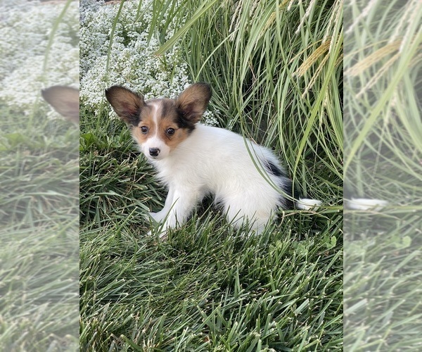 Medium Photo #5 Papillon Puppy For Sale in CANOGA, NY, USA