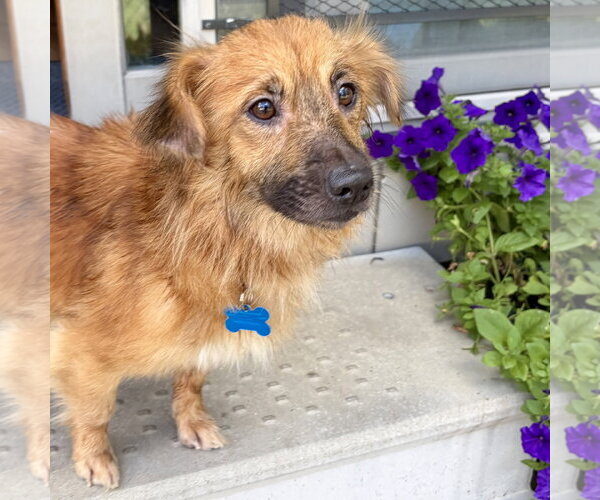 Medium Photo #3 Mutt Puppy For Sale in Plainfield, IL, USA