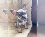Puppy Jade French Bulldog