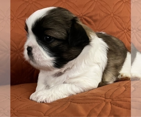 Medium Photo #7 Shih Tzu Puppy For Sale in DOWNEY, CA, USA