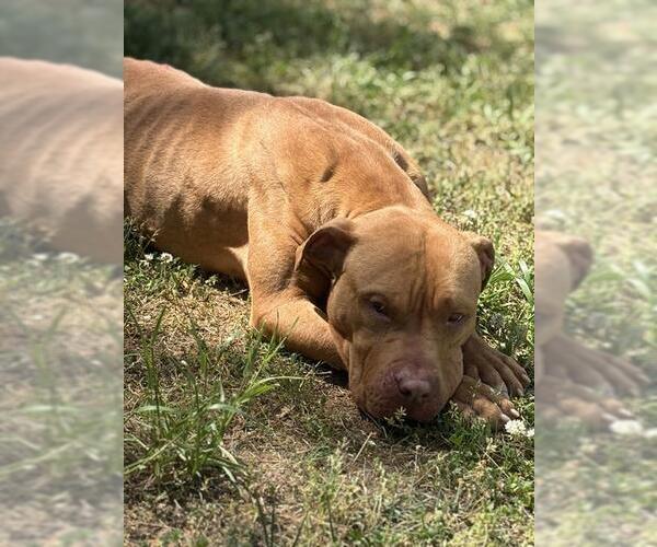 Medium Photo #2 American Staffordshire Terrier Puppy For Sale in Newton, NC, USA