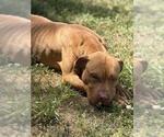 Small #1 American Staffordshire Terrier