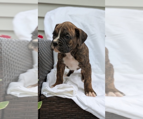 Medium Photo #4 Boxer Puppy For Sale in GOSHEN, IN, USA
