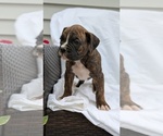 Small Photo #5 Boxer Puppy For Sale in GOSHEN, IN, USA