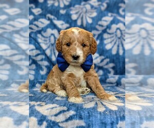 Goldendoodle-Poodle (Miniature) Mix Puppy for sale in KIRKWOOD, PA, USA