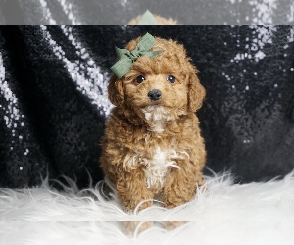 Medium Photo #4 Poodle (Toy) Puppy For Sale in WARSAW, IN, USA