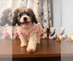 Litter of 3 - Male(s) and Female(s) Cockapoo (Miniature)Litter of Puppies for Sale - Photo #25