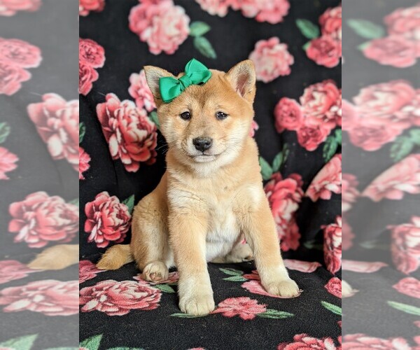 Medium Photo #1 Shiba Inu Puppy For Sale in ATGLEN, PA, USA