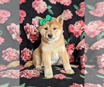 Small Photo #1 Shiba Inu Puppy For Sale in ATGLEN, PA, USA