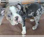 Small #1 Boston Terrier