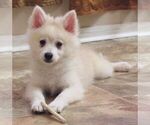 Small Photo #3 Pomsky Puppy For Sale in SEBRING, FL, USA