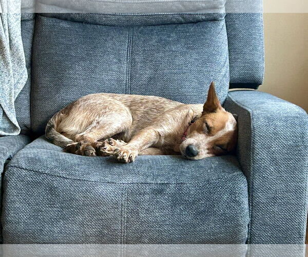 Medium Photo #4 Mutt Puppy For Sale in Garden City, NY, USA