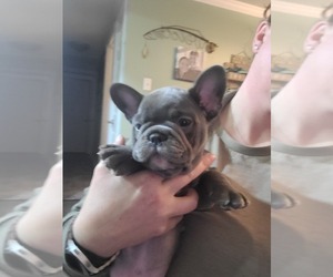 French Bulldog Puppy for Sale in HUNTINGTOWN, Maryland USA