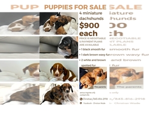 Dachshund Puppy for sale in CHEYENNE, WY, USA