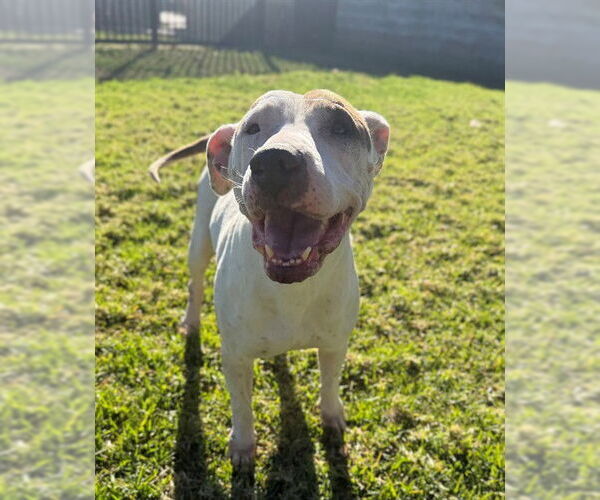 Medium Photo #1 Mutt Puppy For Sale in Riverside, CA, USA