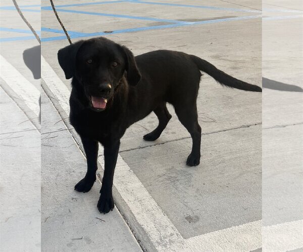 Medium Photo #3 Labrador Retriever-Unknown Mix Puppy For Sale in Slidell, LA, USA