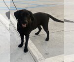 Small Photo #3 Labrador Retriever-Unknown Mix Puppy For Sale in Slidell, LA, USA