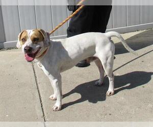 Treeing Walker Coonhound Dogs for adoption in Louisville, KY, USA