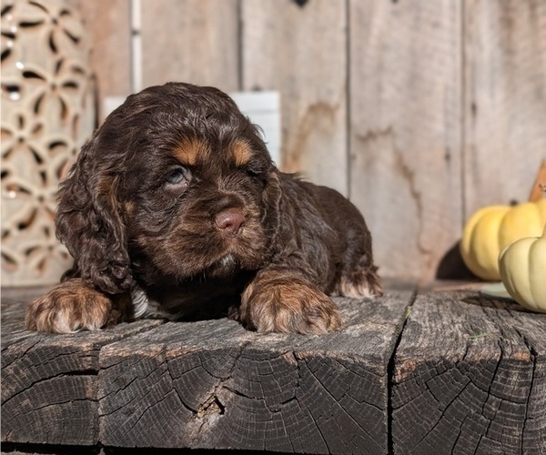 Medium Photo #20 Cocker Spaniel Puppy For Sale in GOSHEN, IN, USA