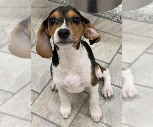 Medium Photo #1 Beagle-Unknown Mix Puppy For Sale in Canfield, OH, USA
