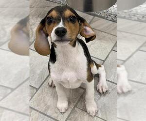 Beagle-Unknown Mix Dogs for adoption in Canfield, OH, USA