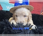 Small #1 Golden Retriever