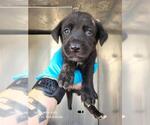 Small Labrador Retriever Mix