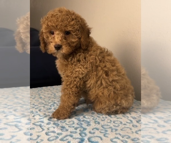 Medium Photo #5 Goldendoodle Puppy For Sale in FRANKLIN, IN, USA