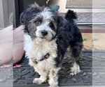 Small Maltese Mix