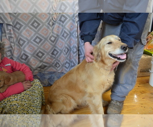 Mother of the Golden Retriever puppies born on 02/23/2026