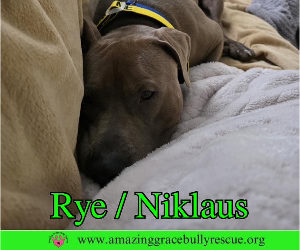 Medium Photo #9 Labrador Retriever-Unknown Mix Puppy For Sale in Milton, FL, USA