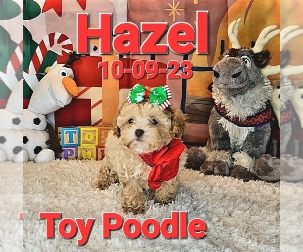 View Ad Poodle (Toy) Puppy for Sale near Missouri, USA. ADN