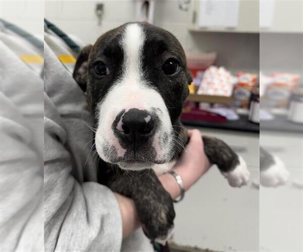 Medium Photo #1 Mutt Puppy For Sale in Peoria, IL, USA