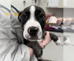 Mutt Dogs for adoption in Peoria, IL, USA